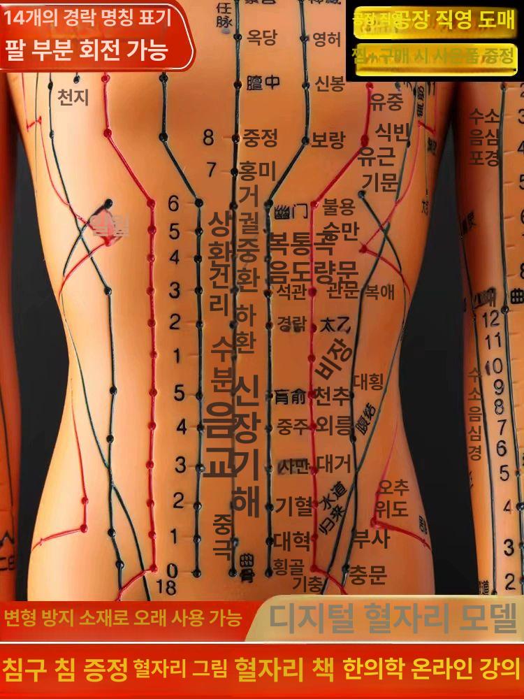 경혈 인체경락 침술 실습 경락 마네킹 교육용 교구 침구 50cm 구리 남성 단단한 버전 - 상세 이미지 2