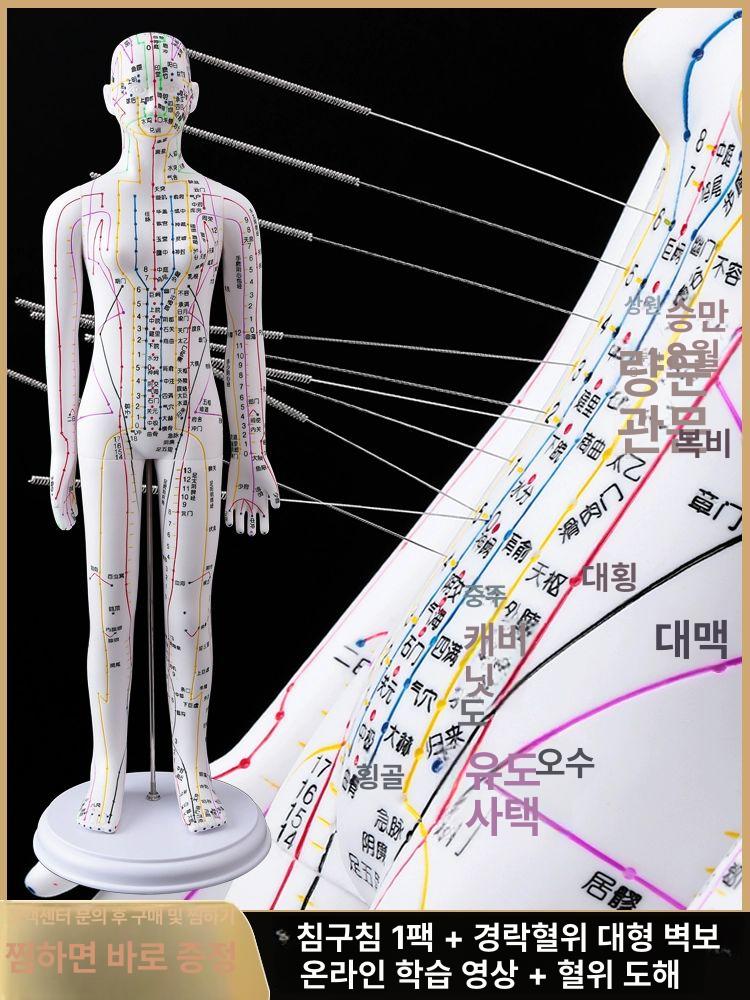 경혈 인체경락 침술 실습 경락 마네킹 교육용 교구 침구 50cm 구리 남성 단단한 버전 - 상세 이미지 4