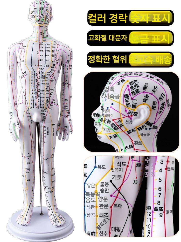 경혈 인체경락 침술 실습 경락 마네킹 교육용 교구 침구 50cm 구리 남성 단단한 버전 - 상세 이미지 5