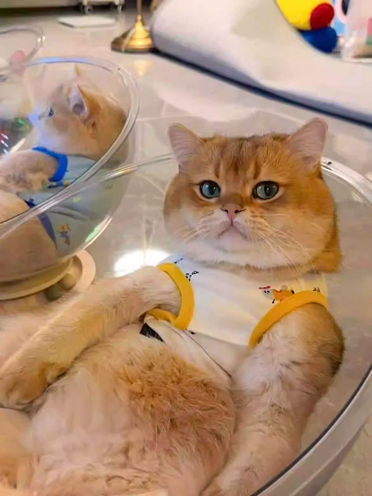 고양이투명해먹 아크릴침대 원목 방석 고양이 소형 쉼터 캣타워 숨숨집 우주선 반구 캡슐 - 상세 이미지 5