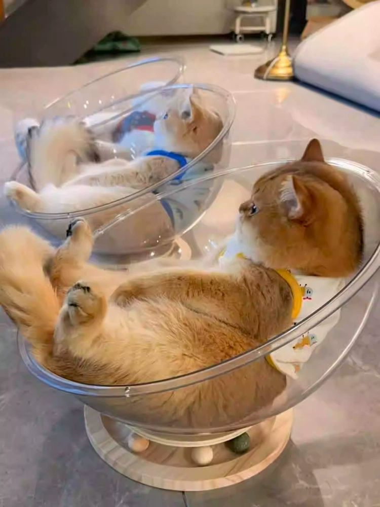 고양이투명해먹 아크릴침대 원목 방석 고양이 소형 쉼터 캣타워 숨숨집 우주선 반구 캡슐 - 상세 이미지 2