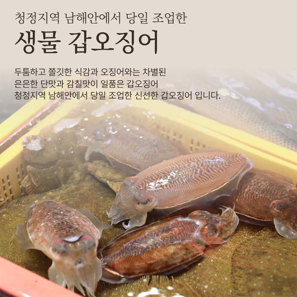 당일바리 생물갑오징어 1kg 2-3미/손질갑오징어1kg - 상세 이미지 5
