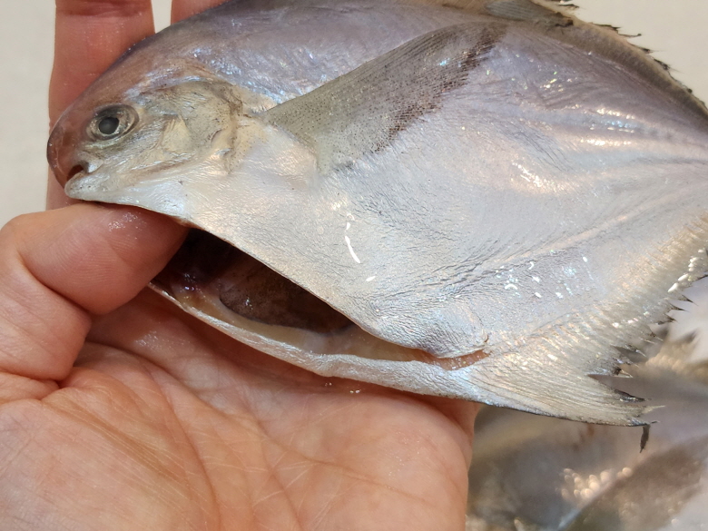여수 순살갈치 1kg (4팩) 뼈없는갈치구이 조림 손질병어늘초록길목 이미지 8