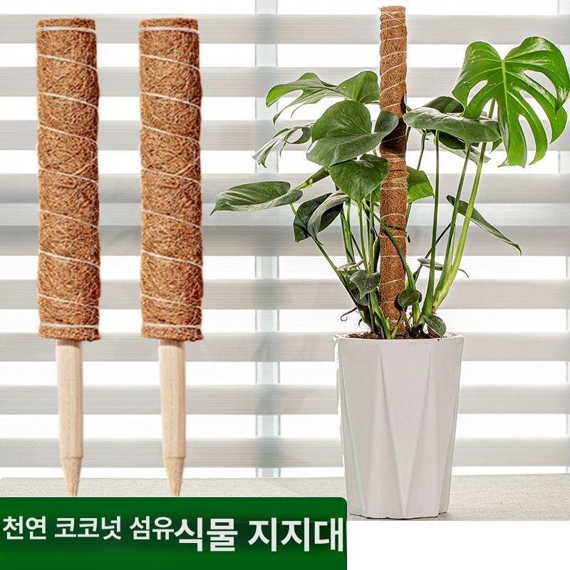 공중식물 야자봉 공기정화 식물 수염틸란드시아 이오난사 단일 105cm 스트랩 포함 - 상세 이미지 2