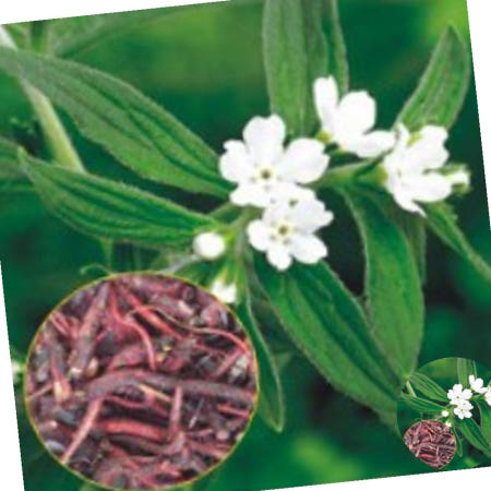 자초 지치 지초 자주색뿌리 종자 품종 씨앗 500립