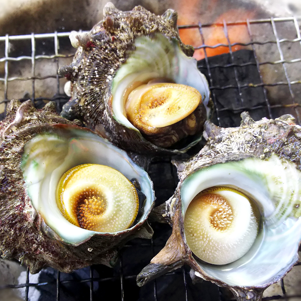 통영 뿔소라 1kg 자연산 제철 소라 자숙 숙회 회 구이 - 상품 이미지
