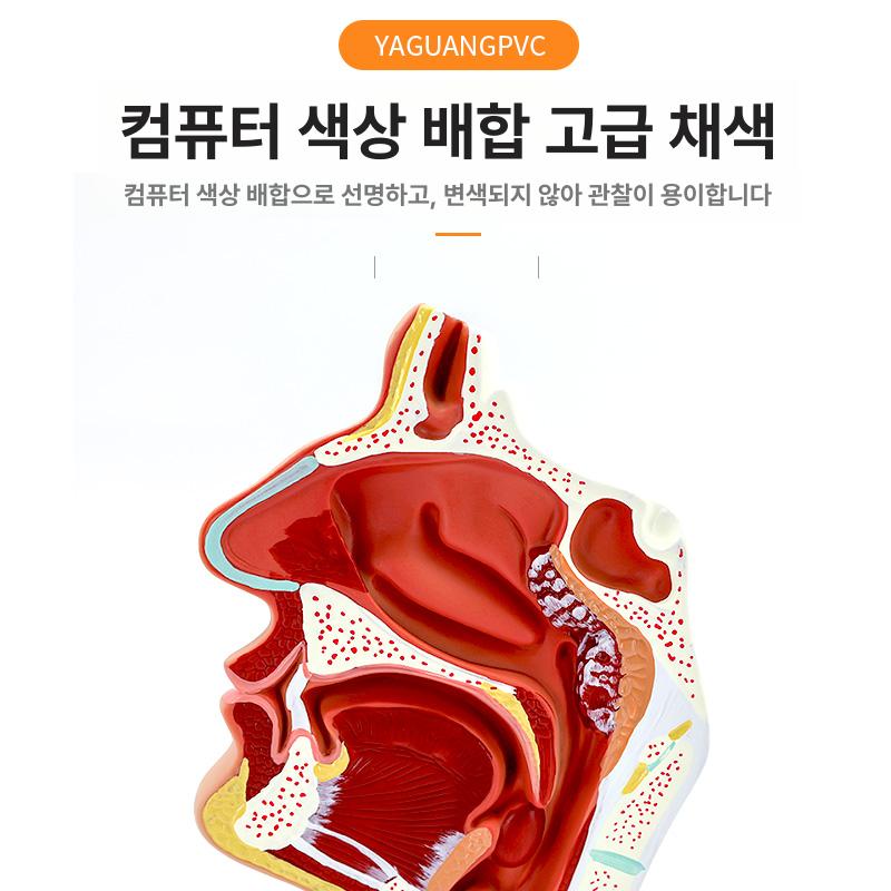 기도 구인두 구강 해부학 교육 비인두 후두 삽관 실습용 표준 코 코골이 라벨포함 - 상세 이미지 4