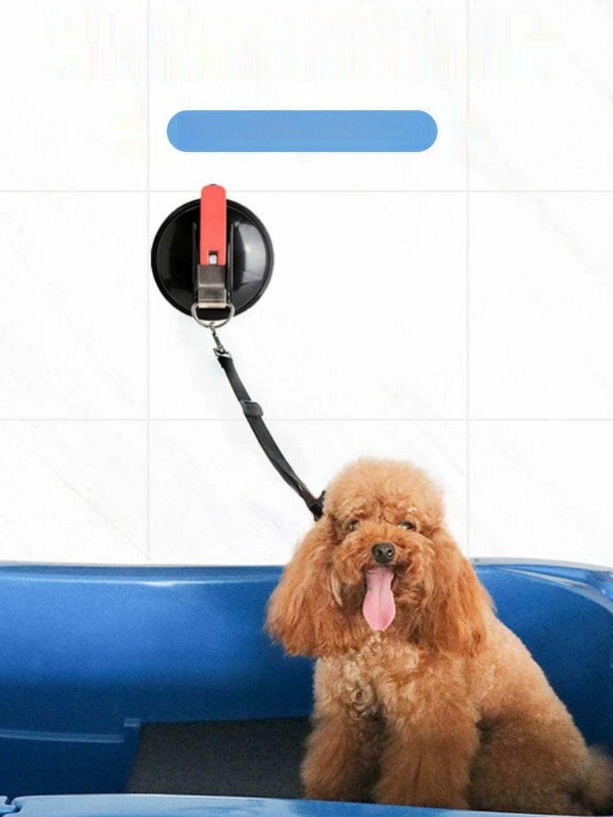 애견 고무 목욕줄 흡착캡 암줄 고양이 고정 미용 A 소형 흡착판 + 50cm 버클 행잉 로프 - 상품 이미지