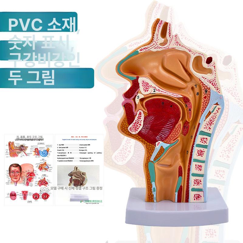 기도 구인두 구강 해부학 교육 비인두 후두 삽관 실습용 표준 코 코골이 라벨포함 - 상세 이미지 3