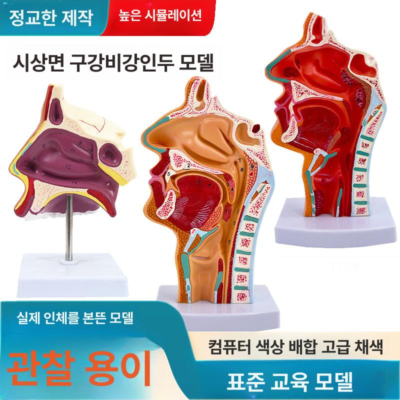 기도 구인두 구강 해부학 교육 비인두 후두 삽관 실습용 표준 코 코골이 라벨포함 - 상세 이미지 2