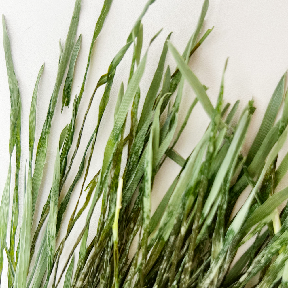 동결건조 캣그라스 - 화분 2개 분량이 하나로! 고양이 무농약 4g 이미지 4