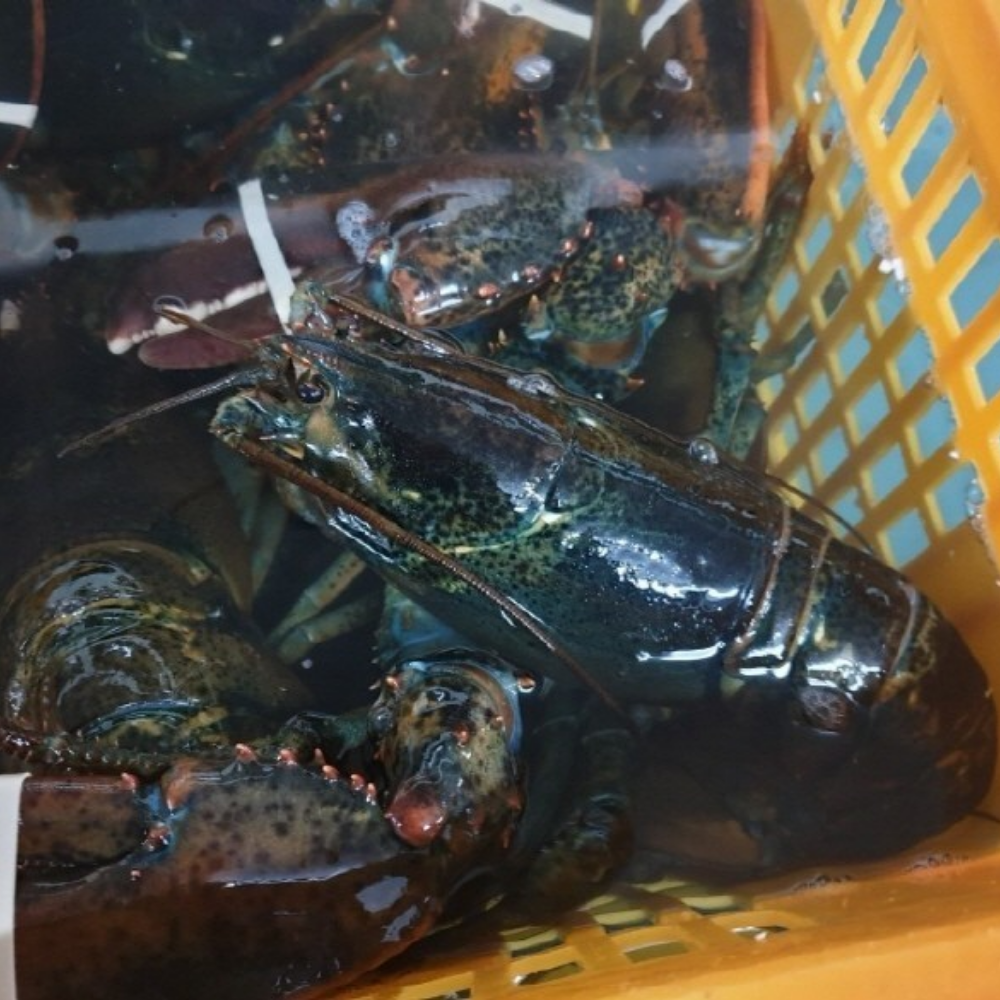캐나다산 연안 활 랍스타 500g 항공직송 생물 랍스터 - 상세 이미지 2