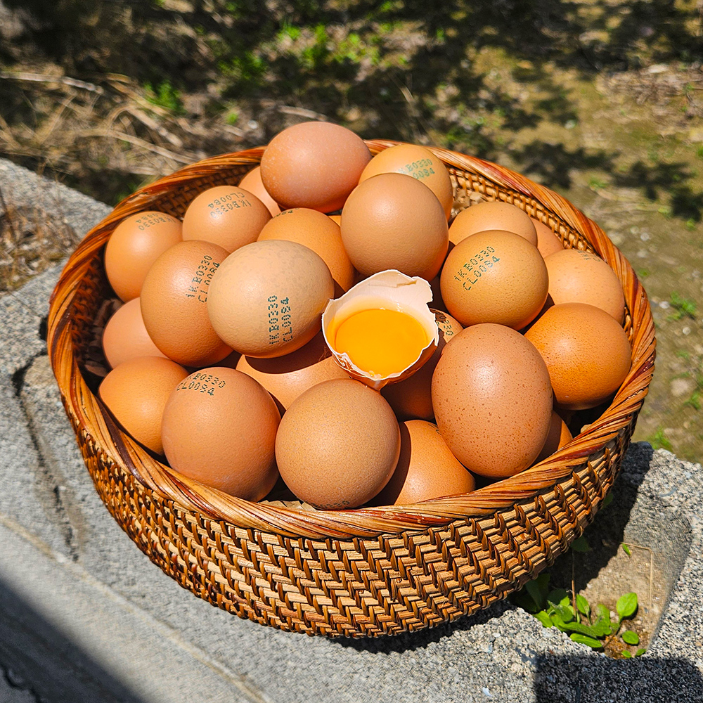 HACCP 특란 30구 60구 안심포장 파손보장 계란 안전배송 - 상품 이미지