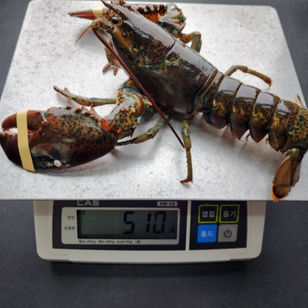 캐나다산 연안 활 랍스타 500g 항공직송 생물 랍스터 - 상품 이미지