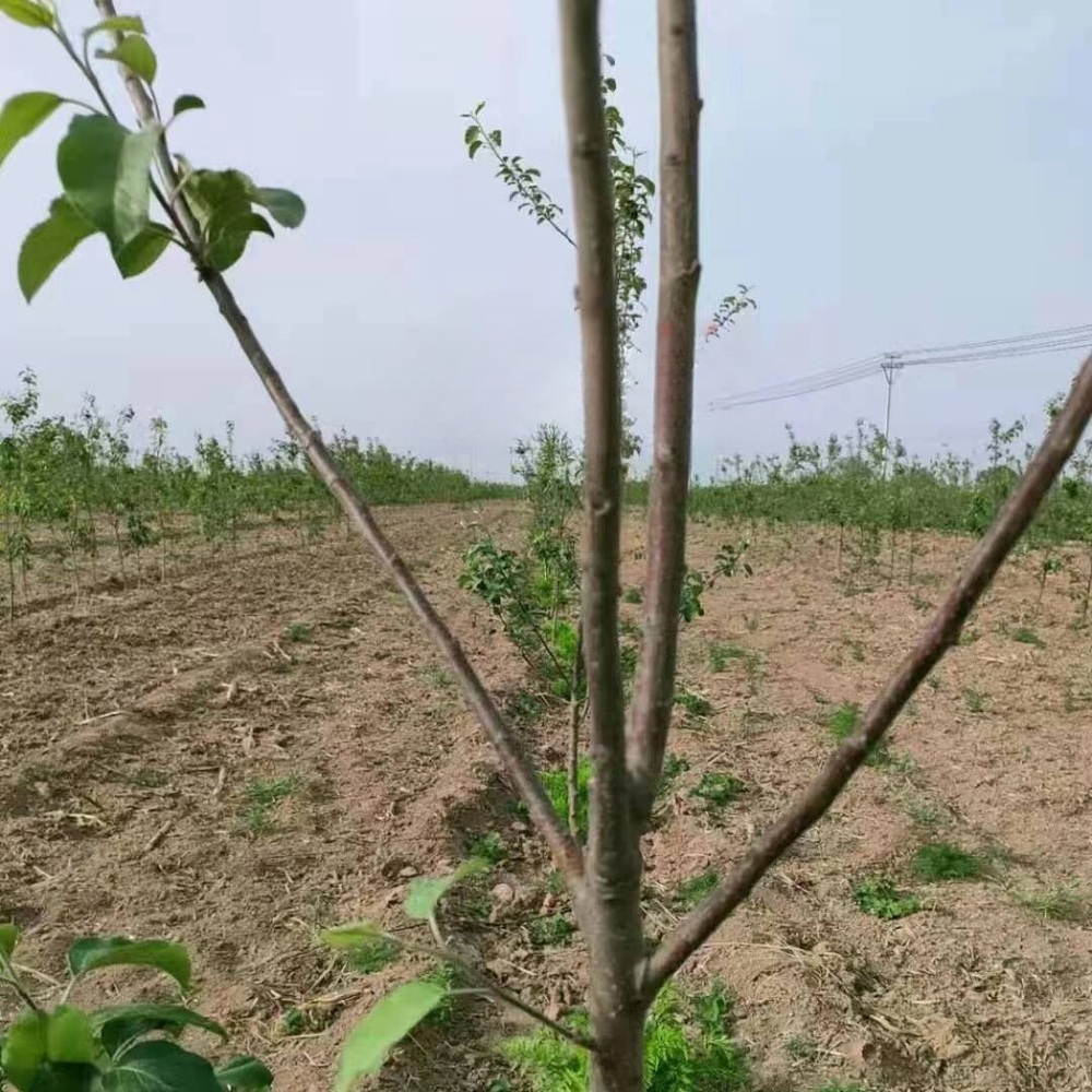 식물 지지대 클립 M타입 튼튼한 아연도금 강철 과일나무 가지 유인 고정 농장 과수원 - 상세 이미지 2