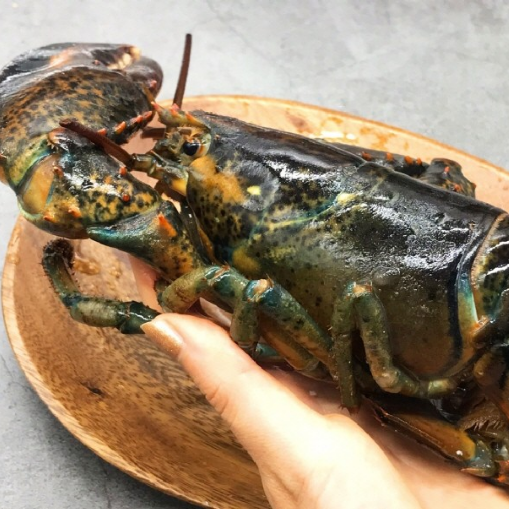 캐나다산 연안 활 랍스타 500g 항공직송 생물 랍스터 - 상세 이미지 5