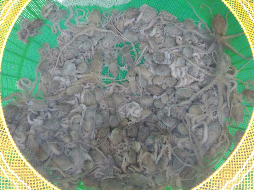 최상급 자연산 뻘낙지 목포 무안 신안 세발낙지 산낙지 국산 사진 4