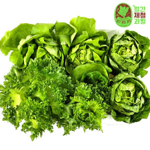 유러피안 샐러드 채소 1kg 로메인 상추 버터헤드 레터스 카이피라 쌈추 맛있게 먹은 솔직 후기 - 상품 이미지 1