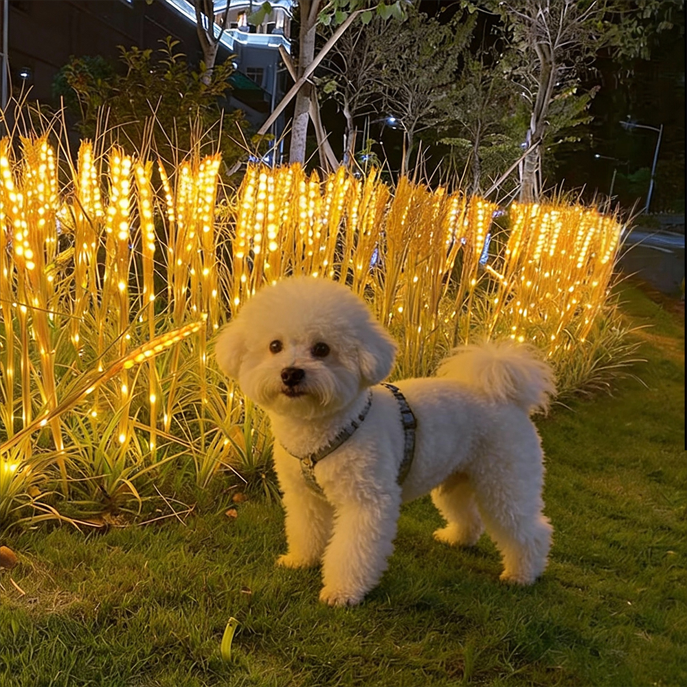 LED 태양광 보리다발 정원등 꽃 야외 조명 조경 조화 잔디등 태양열 전등 전구 외등 - 상세 이미지 2