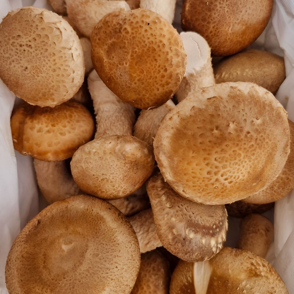 맛도리장터 천하 일품 송향(송화)버섯 - 상품 이미지