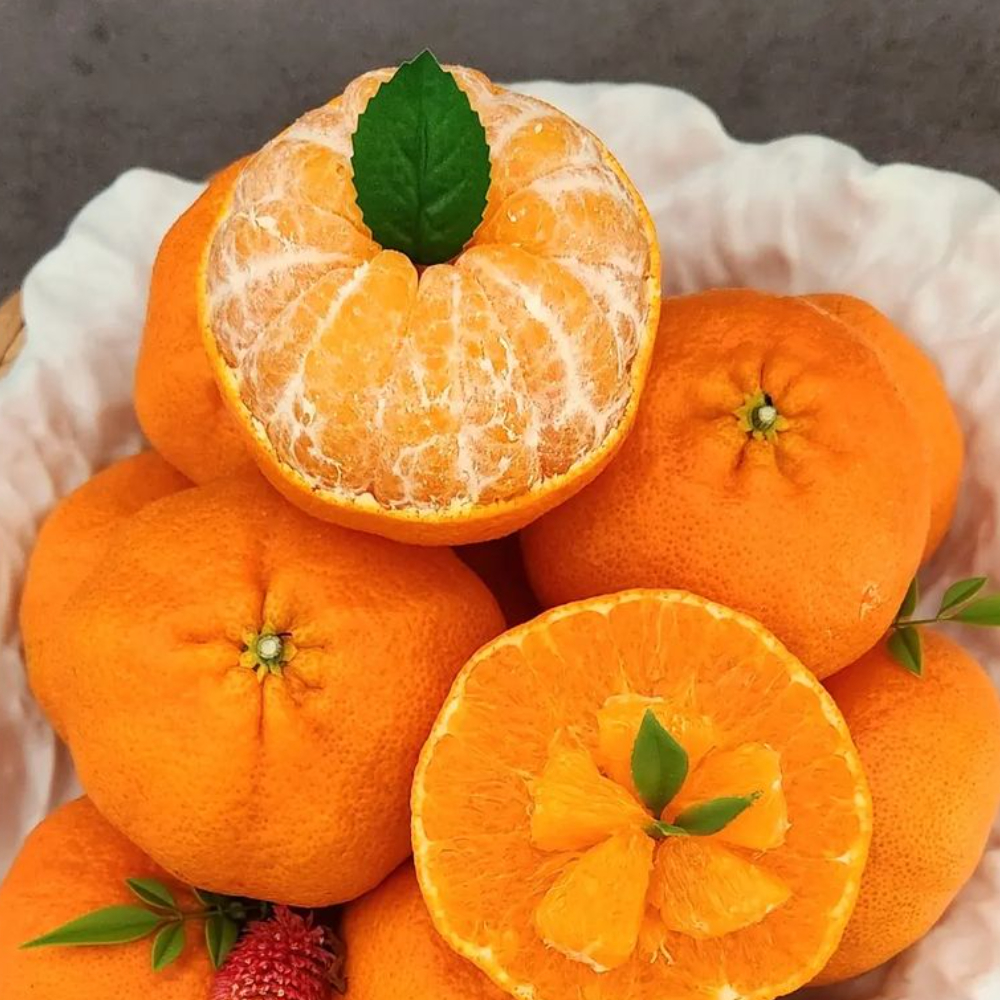 제주 레드향 선물세트 고당도 3kg 5kg 가정용 선물용 3키로 5키로 특대과 설 설날명절 제품 이미지