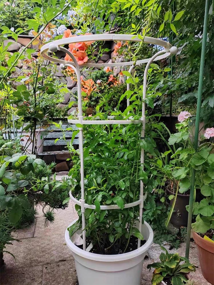 식물 지지대 덩굴 코팅 지주대 가드닝 소품 원예용 텃밭 화이트 싱글 링 20x높이 110cm - 상품 이미지