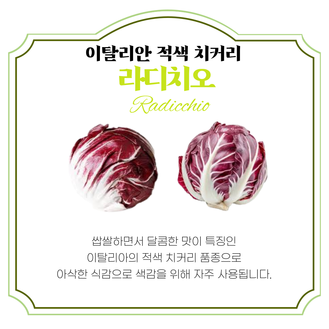 유러피안 샐러드 샐러드 채소 추천 신선한 상추 로메인 상추 버터헤드 상추 활용법