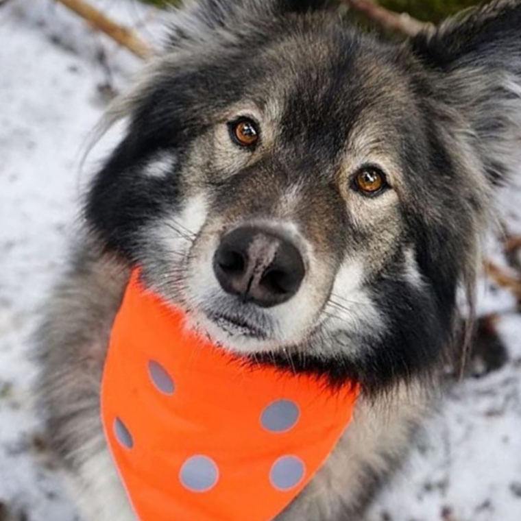 야간반사 강아지 애견 땡땡이 케이프 스카프 머플러