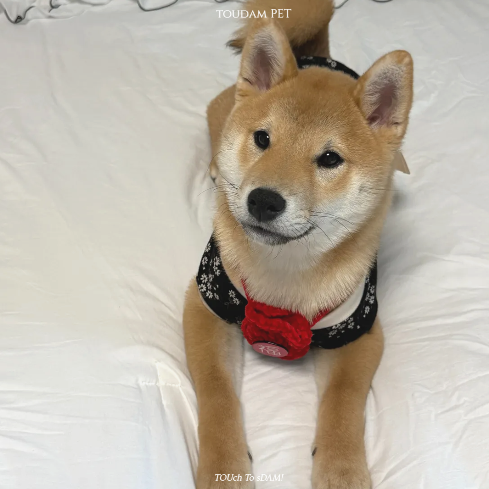 뚜담펫 강아지겨울한복 고양이 설빔 강아 한복 이미지 8