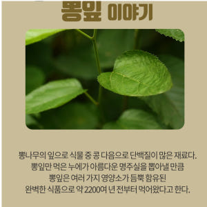 국산 말린 뽕잎 건재 400g 국내산 뽕나무 잎 건조 뽕잎 맛있게 먹은 솔직 후기 - 상품 이미지 2