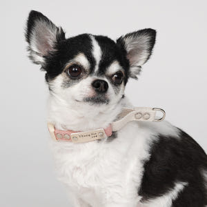 순면 마틴게일 소형견 중형견 강아지 인식표 목줄 솔직 후기 | 실제 사용자 리뷰 총정리 - 상품 이미지 3