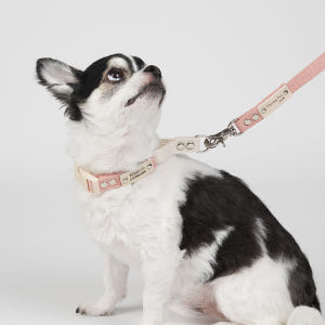 순면 마틴게일 소형견 중형견 강아지 인식표 목줄 솔직 후기 | 실제 사용자 리뷰 총정리 - 상품 이미지 2