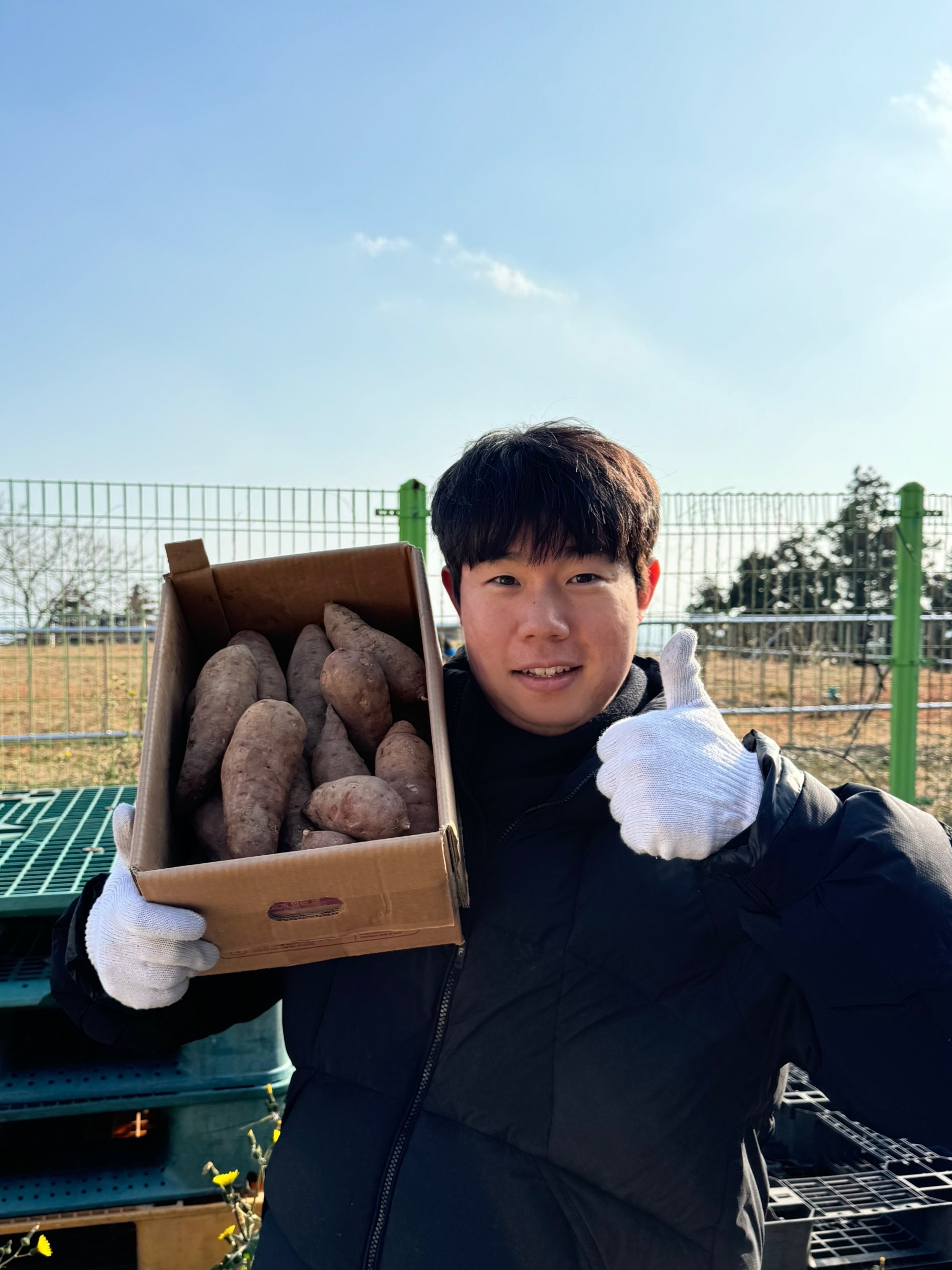 해남 황토고구마 못난이 꿀 호박 햇 밤고구마 3kg 5kg 10kg - 상품 이미지