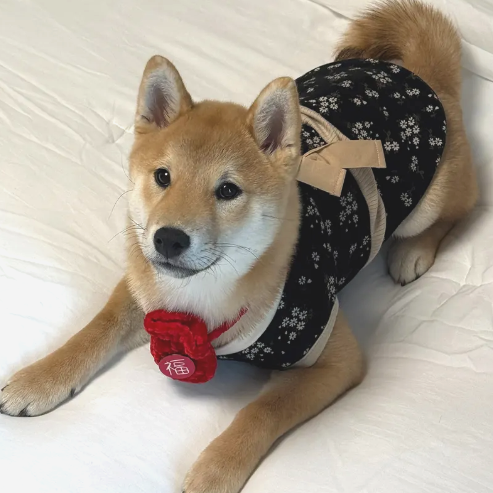 뚜담펫 강아지겨울한복 고양이 설빔 강아 한복