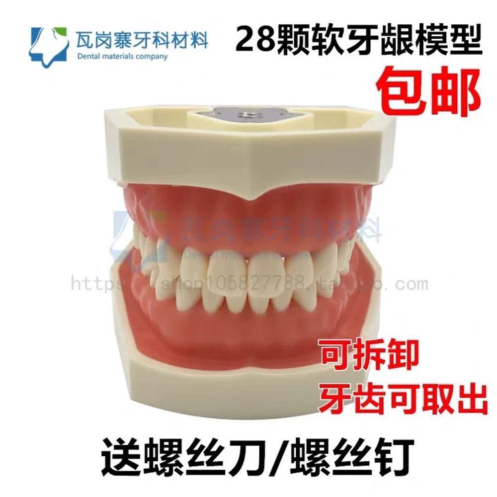 모델 구강 실습 스케일링 모형 이빨 분리 덴티폼 A. 흰색 커런덤 조각 한 쌍위턱과 아래턱 이미지 6