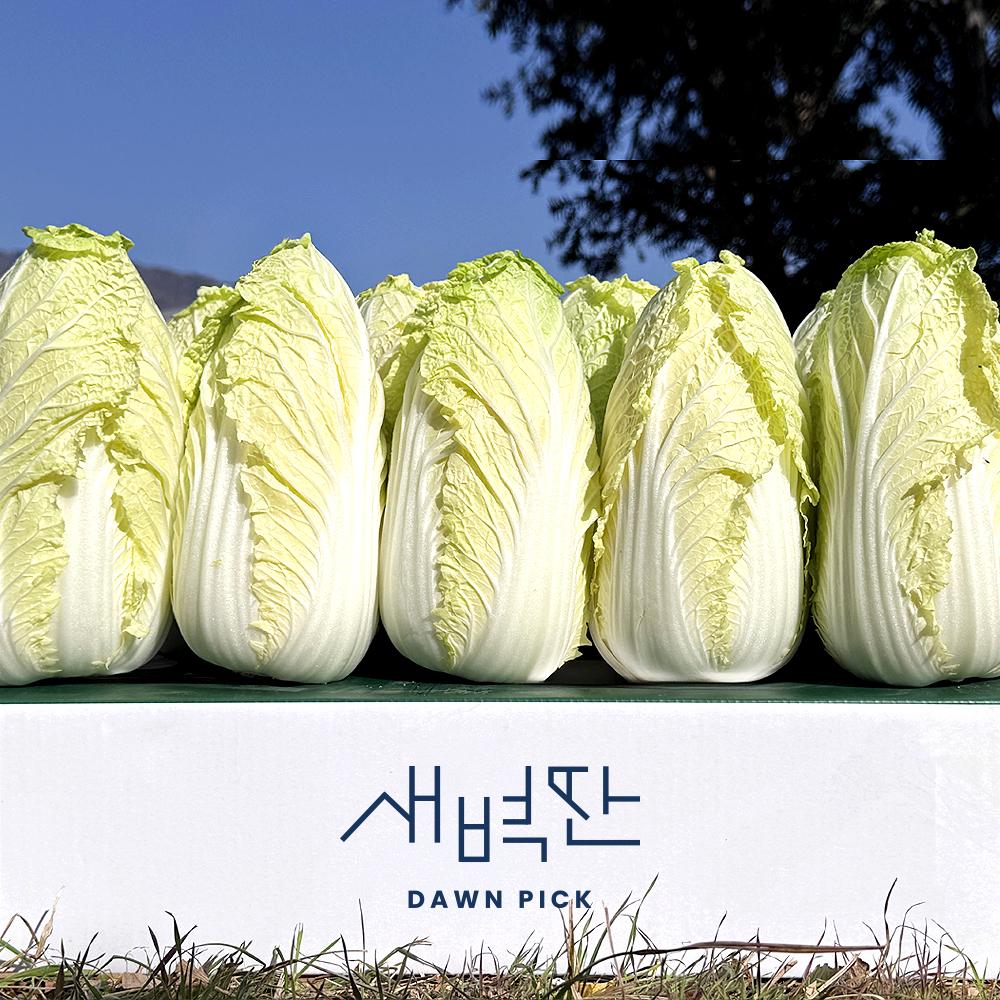 국내산 알배기 쌈배추 알배추 - 상품 이미지
