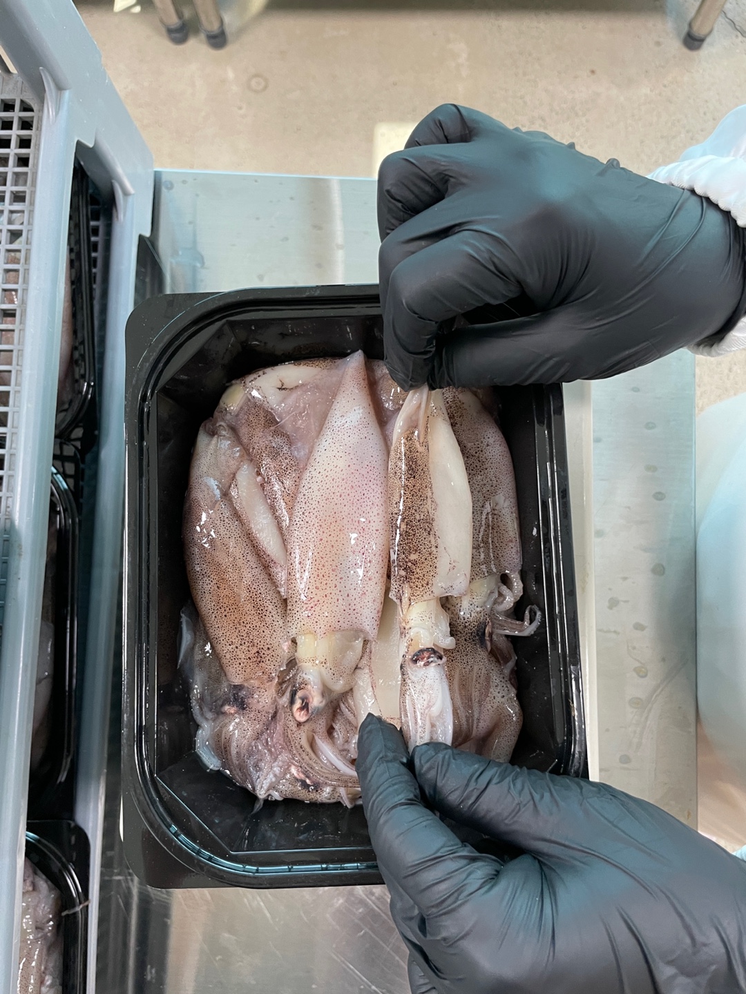 총알 한치 미니 오징어 통찜 1kg - 상세 이미지 5