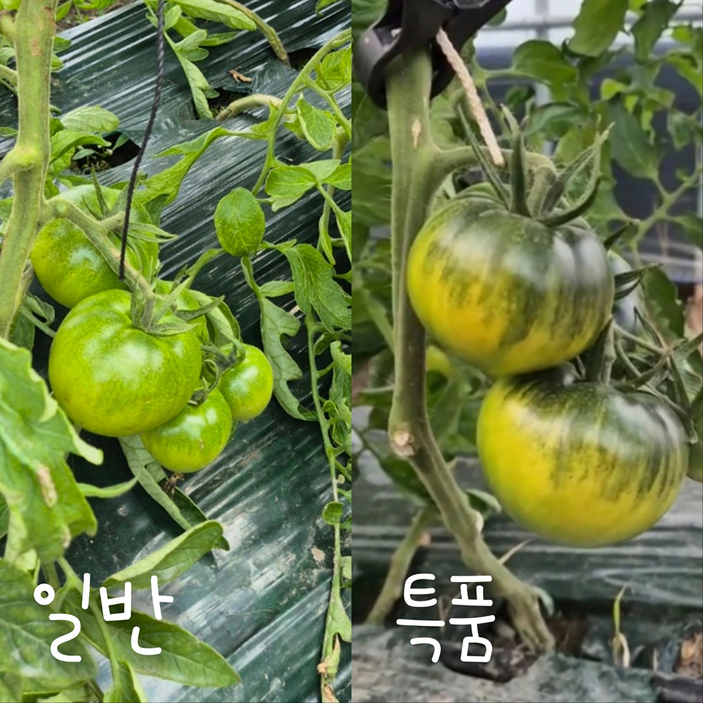 [금서율네] 부산 대저 토마토 짭짤이 완숙 찰 짭잘이 토마토 2.5kg - 상세 이미지 5