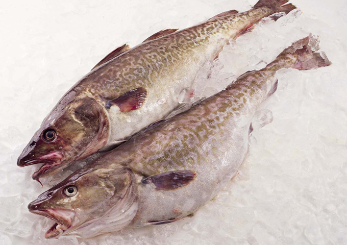 죽변항직송 생대구 생선 대구 탕 지리 생물 1-4미 5kg, 1개 - 상품 이미지