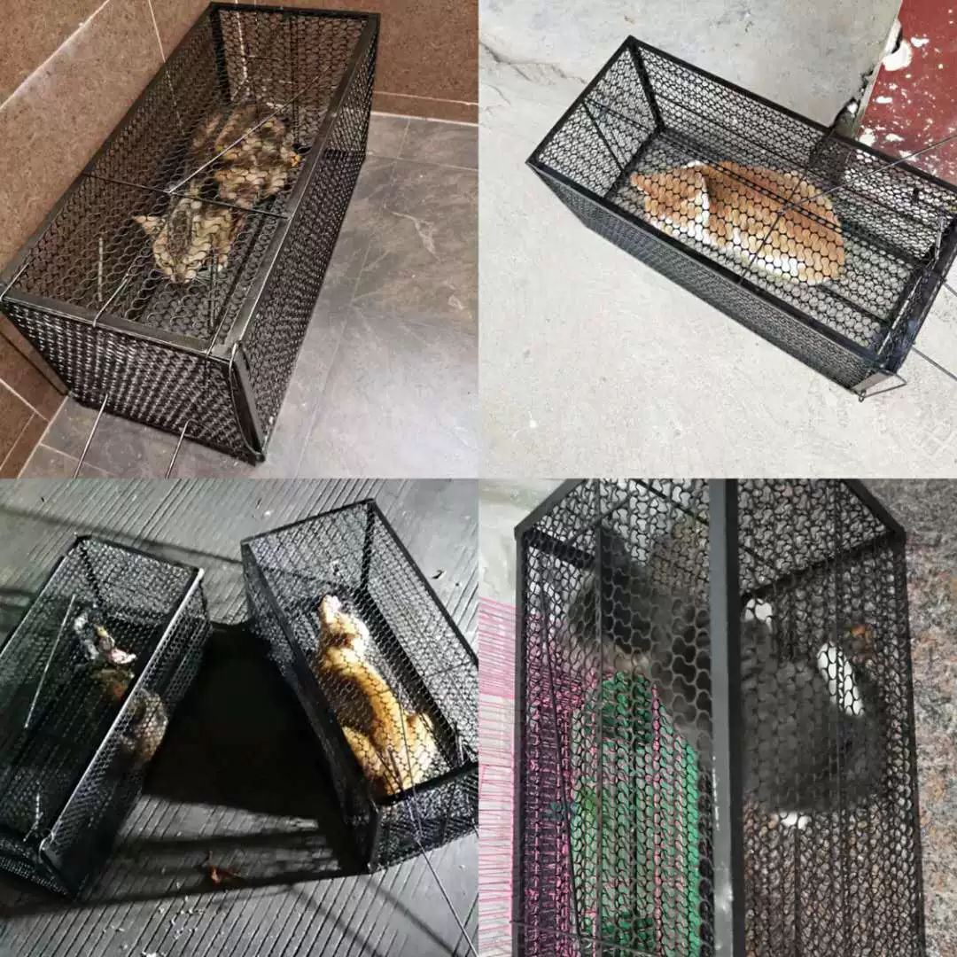 야생동물 케이지 유인망 구조용 철망 유해동물 포획망 39 x 19x19 블랙 - 상세 이미지 4