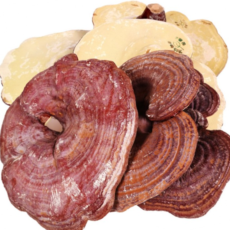 국산 영지버섯 500g - 상품 이미지