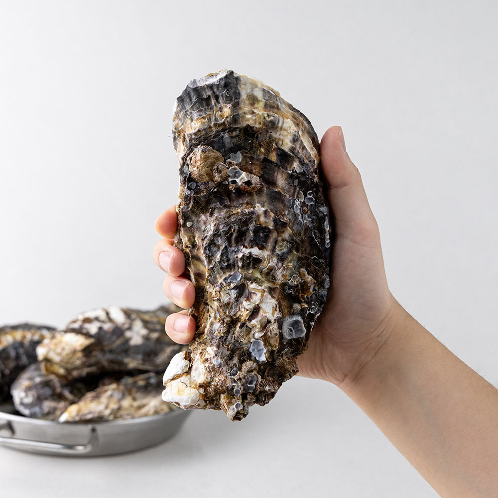 프리미엄 통영 삼배체굴 10kg, 1개 - 상세 이미지 2