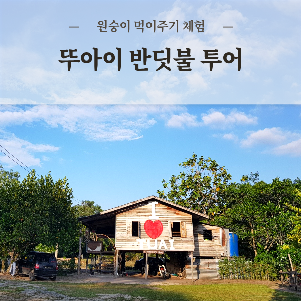 코타키나발루 뚜아이 반딧불투어 원숭이 먹이주기 전통놀이체험 선셋투어 비치 아동 어린이 강추