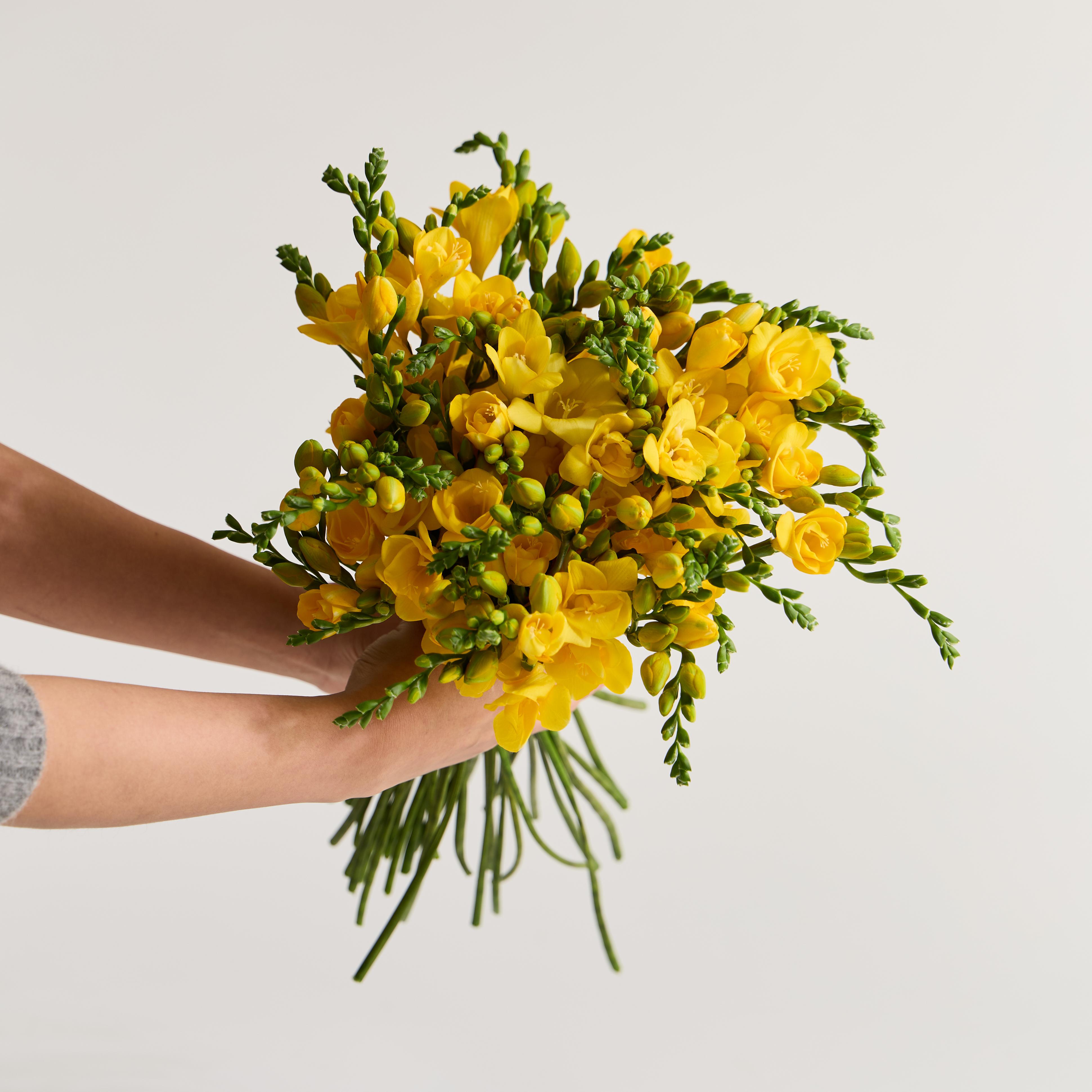 (BEST) 프리지아(10/20/30송이) - 제철꽃 정기구독 생일 선물 졸업식 입학식 생화다발 꽃배송 양재꽃시장 도매 이미지 3