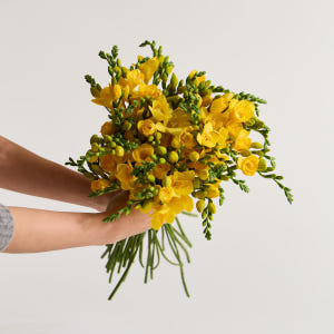 (BEST) 프리지아(10/20/30송이) - 제철꽃 정기구독 생일 선물... 솔직 후기 | 실사용자 리뷰 분석 - 상품 이미지 3