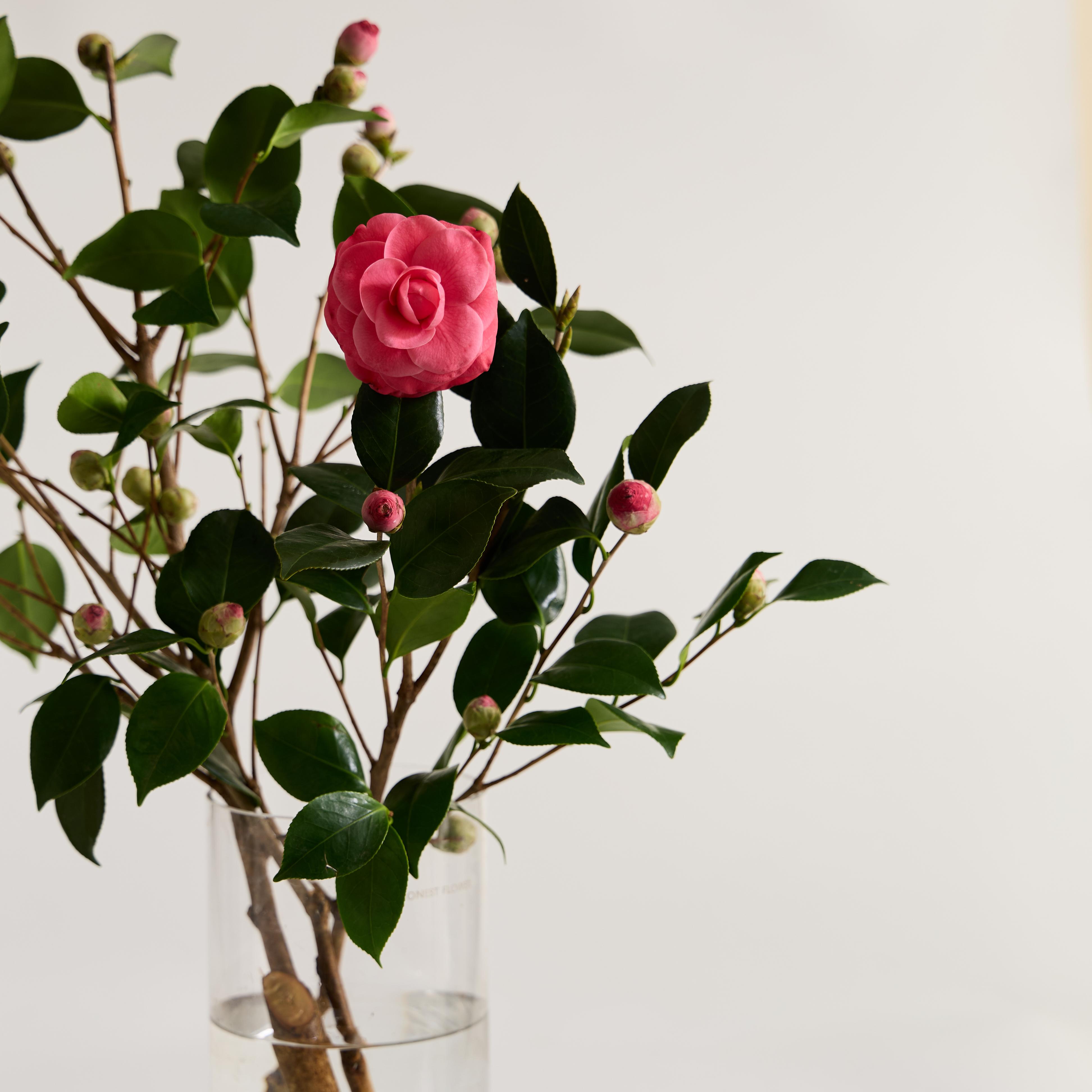 (BEST) 동백나무 - 카멜리아 겨울꽃나무 제철꽃 꽃정기구독 생화배송 꽃시장 소재 이미지 4