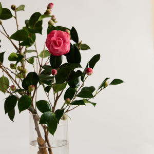 (BEST) 동백나무 - 카멜리아 겨울꽃나무 제철꽃 꽃정기구독 생화배송 ... 솔직 후기 | 실사용자 리뷰 분석 - 상품 이미지 4