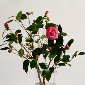 (BEST) 동백나무 - 카멜리아 겨울꽃나무 제철꽃 꽃정기구독 생화배송 ... 솔직 후기 | 실사용자 리뷰 분석 - 상품 이미지 2