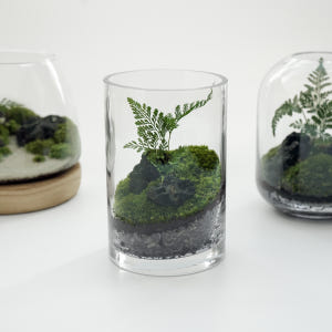 테라리움 키트 이끼테라리움 만들기 A 델가도 유치원소녀 실사용 후기 | 효과 있을까? - 상품 이미지 1