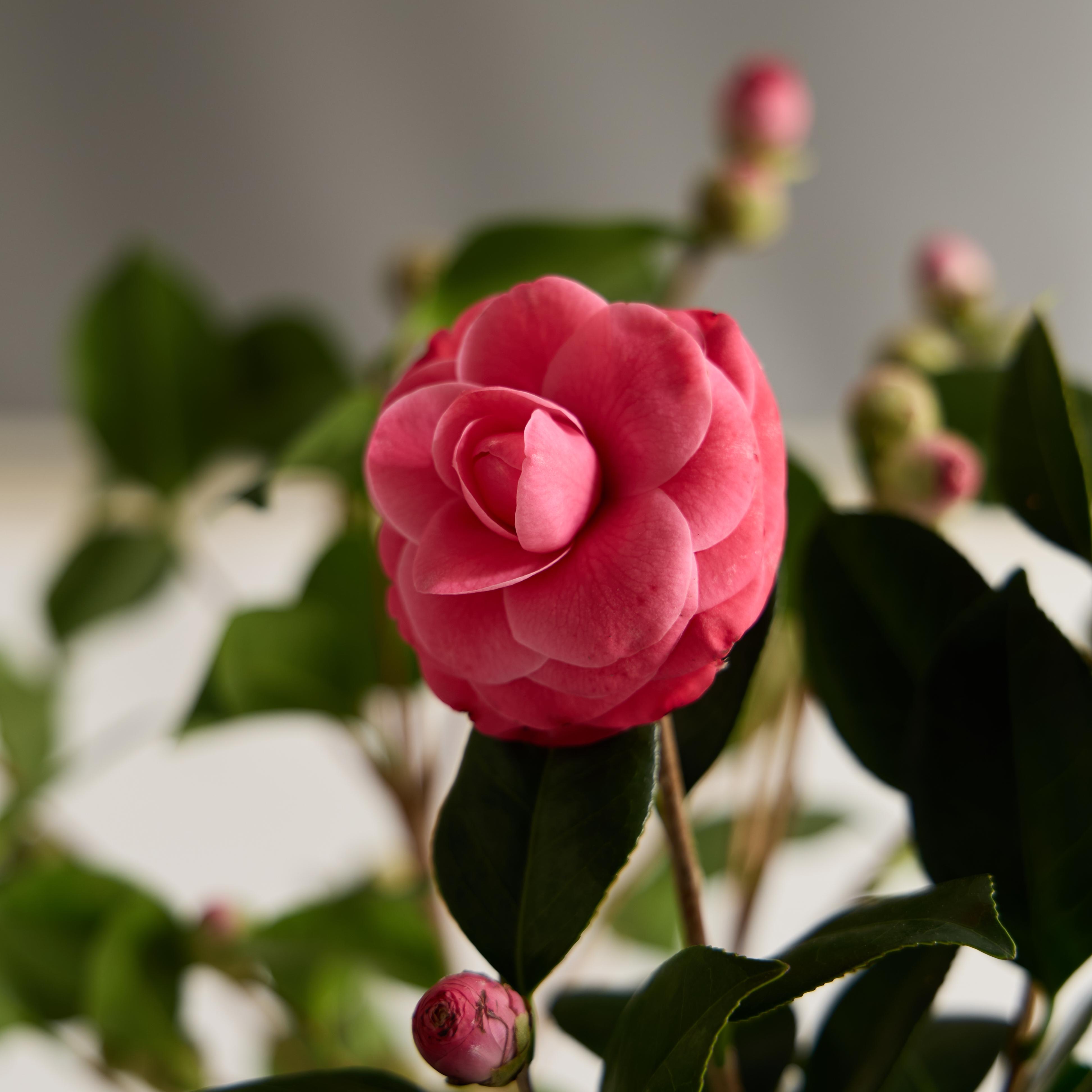 (BEST) 동백나무 - 카멜리아 겨울꽃나무 제철꽃 꽃정기구독 생화배송 꽃시장 소재 이미지 3